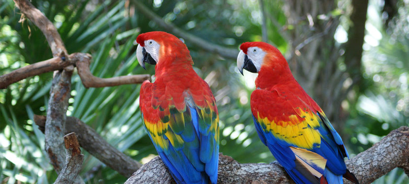 Conocé Costa Rica: Guía para visitar el Parque Nacional Carara